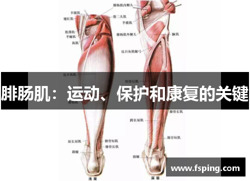 腓肠肌：运动、保护和康复的关键